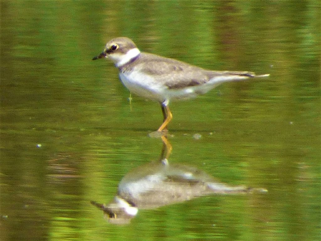Corriere piccolo (Charadrius dubius)